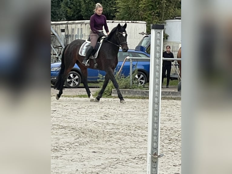 Trakehner Mix Stute 14 Jahre 165 cm Brauner in Neustadt bei Coburg