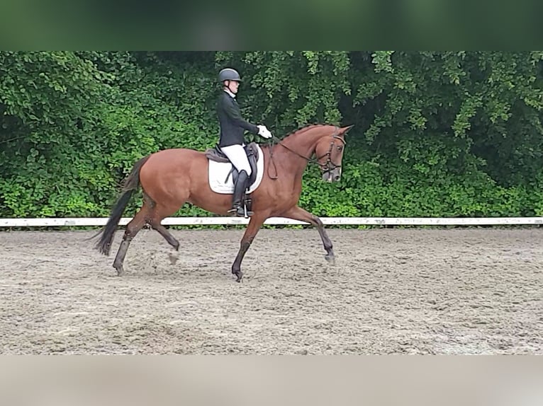 Trakehner Stute 14 Jahre 168 cm Brauner in Oberwil BL