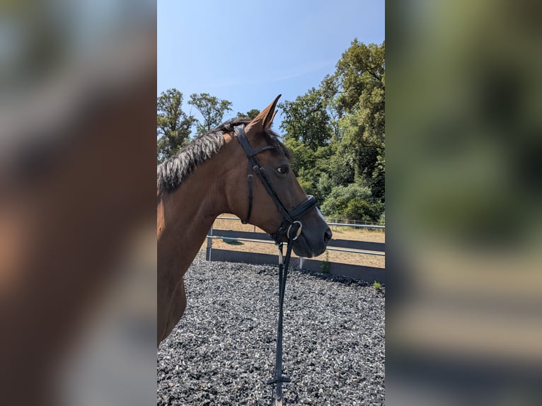 Trakehner Stute 14 Jahre 168 cm Brauner in Oberwil BL