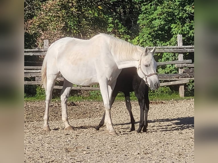Trakehner Stute 14 Jahre 168 cm Schimmel in Seeon-Seebruck
