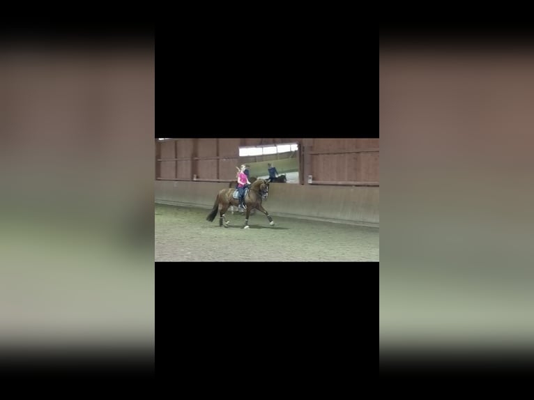 Trakehner Stute 14 Jahre 170 cm Fuchs in Gevelsberg