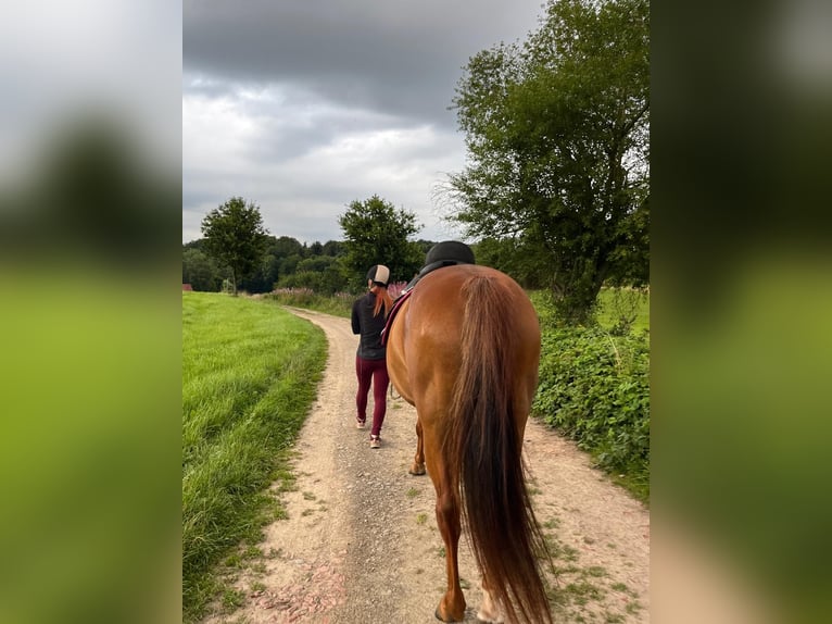 Trakehner Mix Stute 15 Jahre 153 cm Fuchs in Katlenburg-Lindau