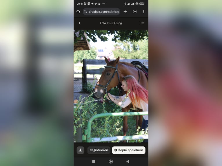 Trakehner Mix Stute 15 Jahre 153 cm Fuchs in Katlenburg-Lindau