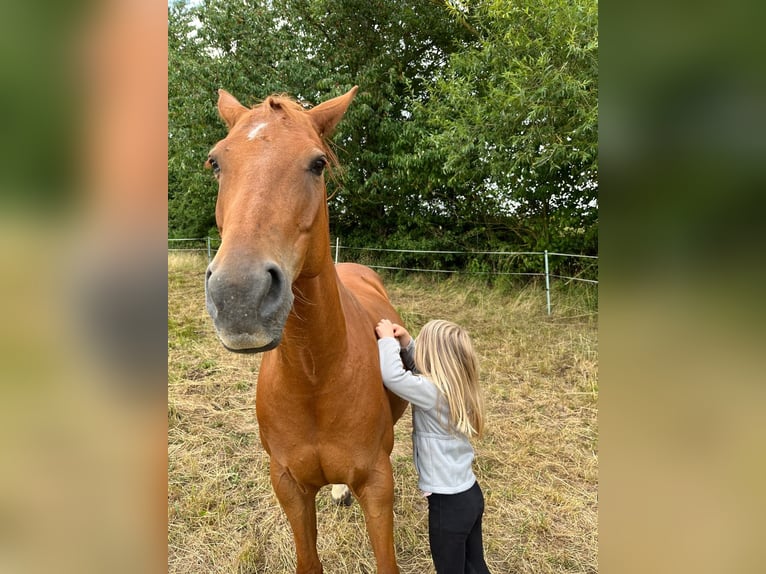 Trakehner Mix Stute 15 Jahre 153 cm Fuchs in Katlenburg-Lindau