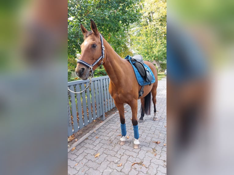 Trakehner Stute 15 Jahre 156 cm Brauner in Ratekau