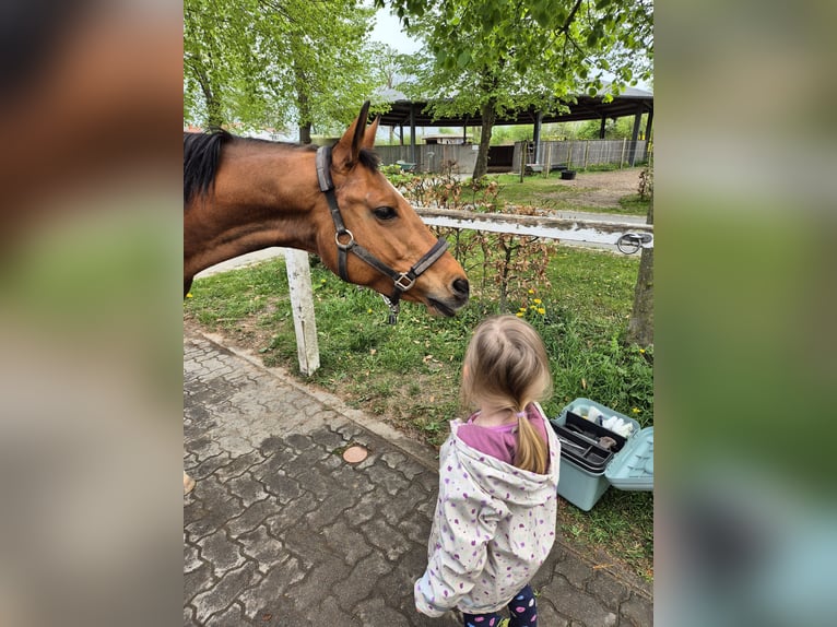 Trakehner Stute 15 Jahre 156 cm Brauner in Ratekau