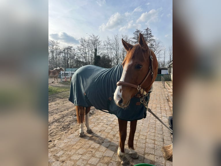 Trakehner Mix Stute 15 Jahre 160 cm Fuchs in Schönberg/Holm
