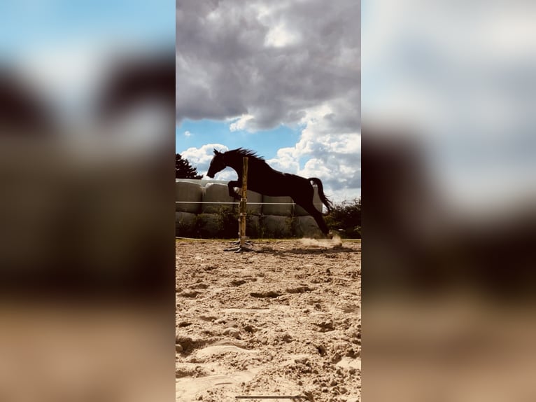 Trakehner Stute 15 Jahre 160 cm Rappe in Essen