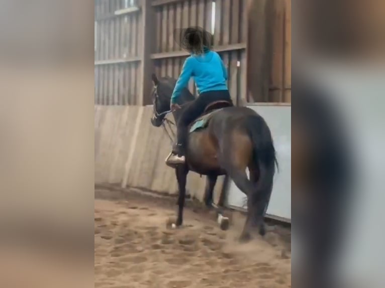 Trakehner Stute 15 Jahre 163 cm Brauner in Münster
