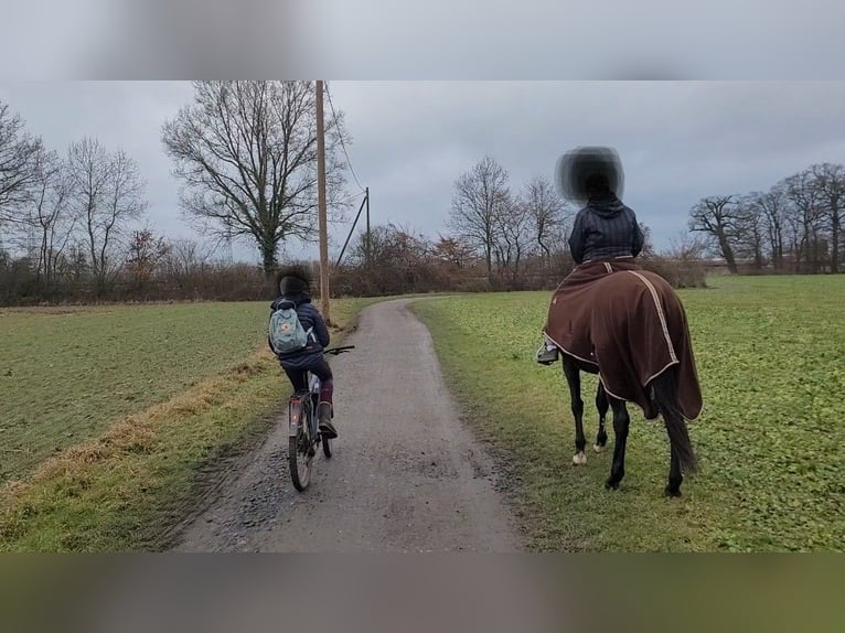 Trakehner Stute 15 Jahre 163 cm Brauner in Münster