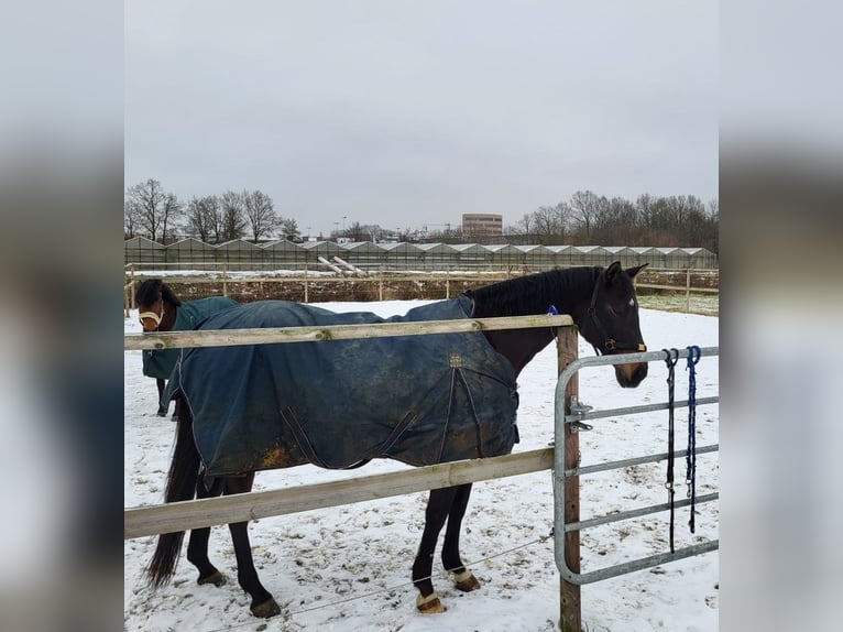 Trakehner Stute 15 Jahre 163 cm Brauner in Münster