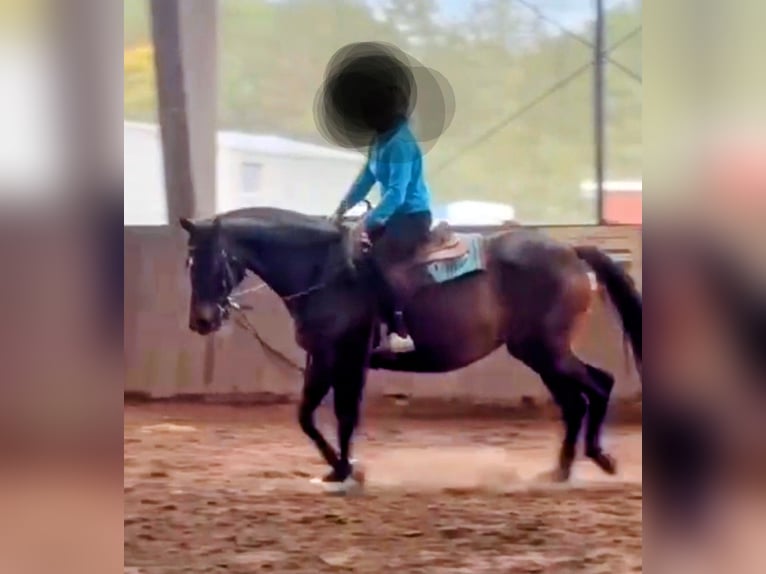 Trakehner Stute 15 Jahre 163 cm Brauner in Münster