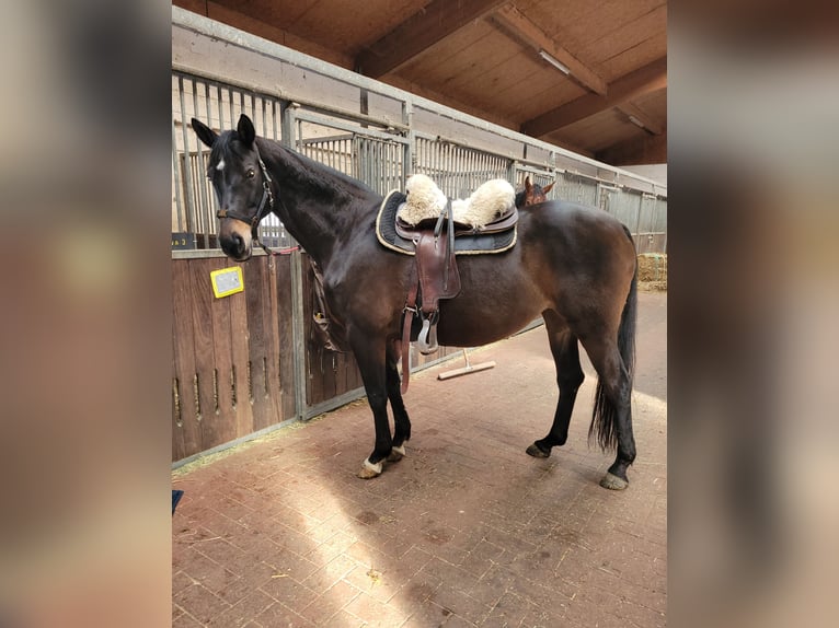Trakehner Stute 15 Jahre 163 cm Dunkelbrauner in Münster