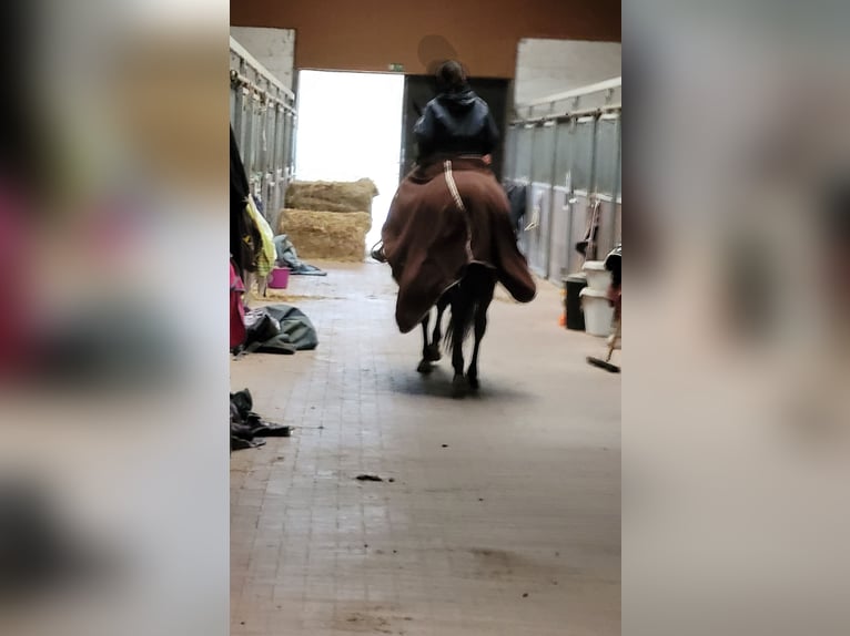 Trakehner Stute 15 Jahre 163 cm Dunkelbrauner in Münster