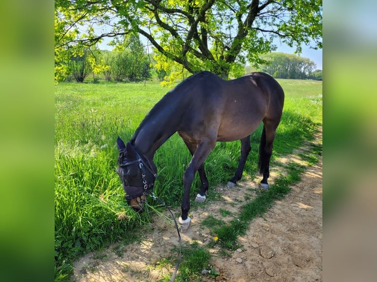 Trakehner Stute 15 Jahre 163 cm Dunkelbrauner in Münster
