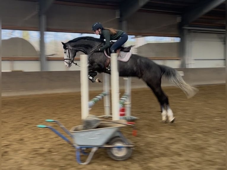 Trakehner Stute 15 Jahre 164 cm Fliegenschimmel in Vechelde