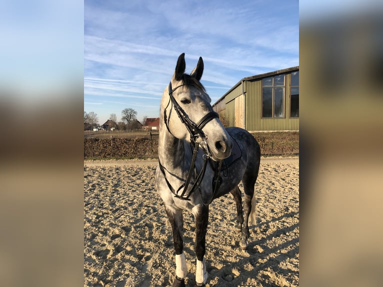 Trakehner Stute 15 Jahre 164 cm Fliegenschimmel in Vechelde