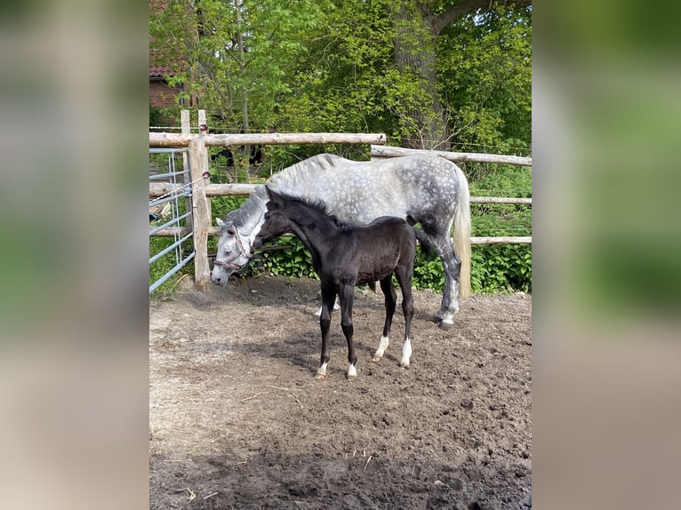 Trakehner Stute 15 Jahre 164 cm Fliegenschimmel in Vechelde