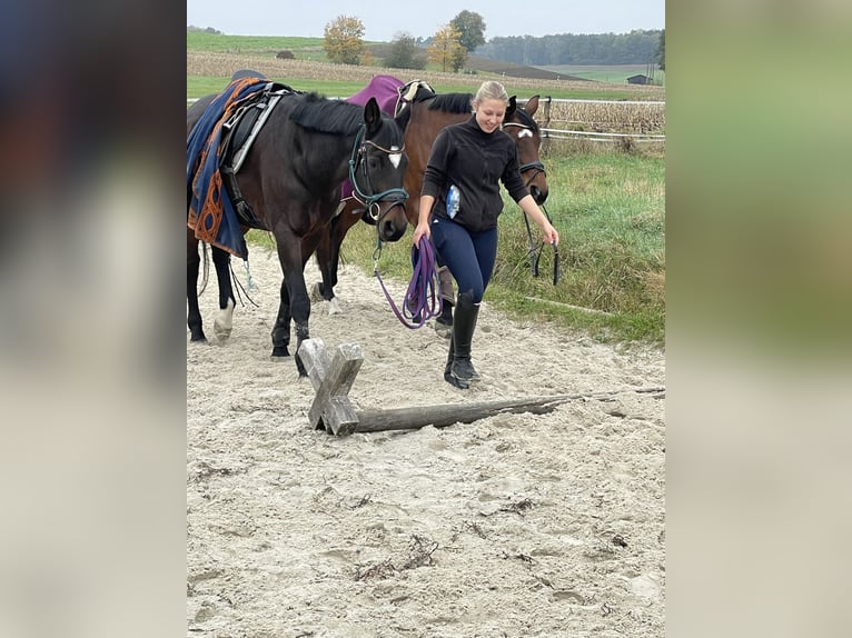 Trakehner Mix Stute 15 Jahre 165 cm Brauner in Neustadt bei Coburg