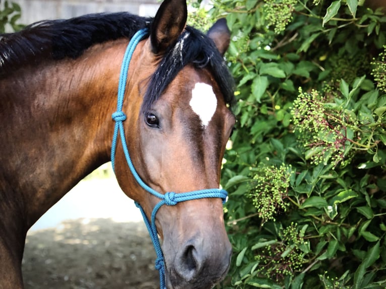 Trakehner Mix Stute 15 Jahre 165 cm Brauner in Neustadt bei Coburg