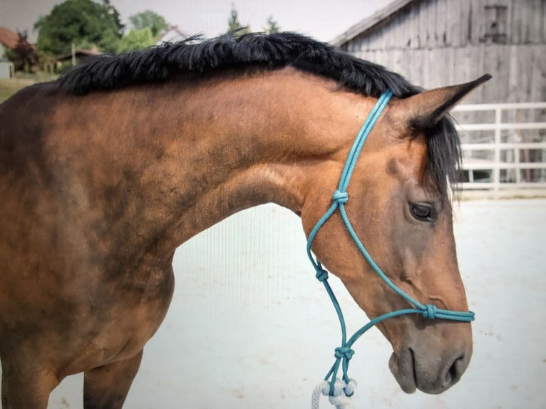 Trakehner Mix Stute 15 Jahre 165 cm Brauner in Neustadt bei Coburg