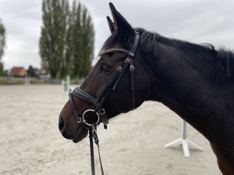 Trakehner Mix Stute 15 Jahre 165 cm Brauner in Neustadt bei Coburg