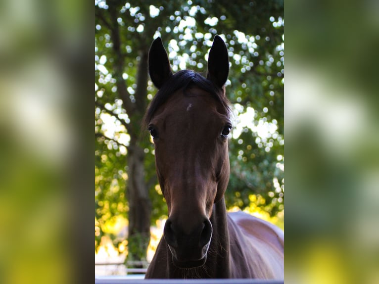 Trakehner Stute 15 Jahre 165 cm Brauner in Speyer