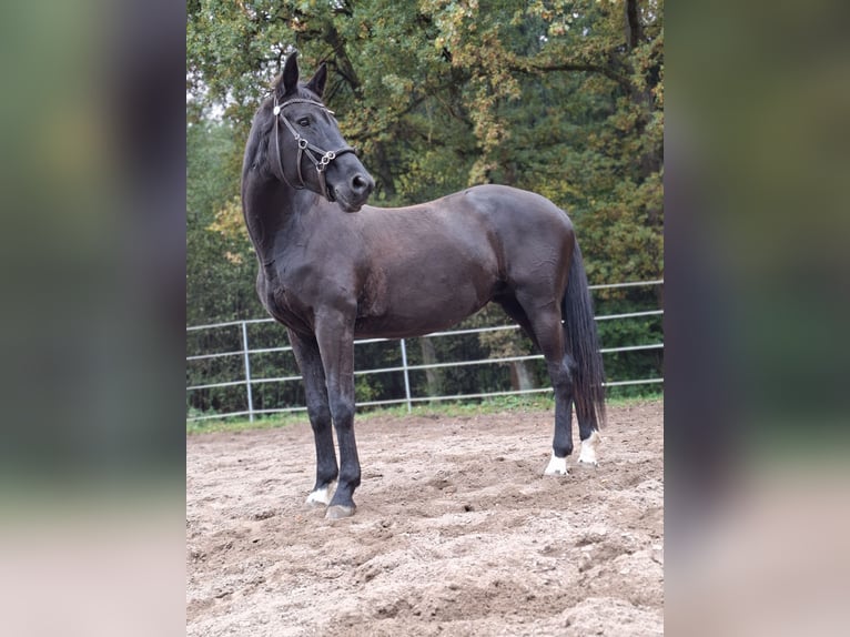 Trakehner Stute 15 Jahre 165 cm Rappe in Altdorf