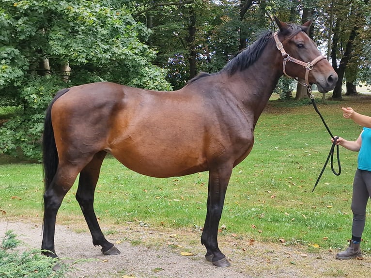 Trakehner Stute 15 Jahre 167 cm Dunkelbrauner in Bosau
