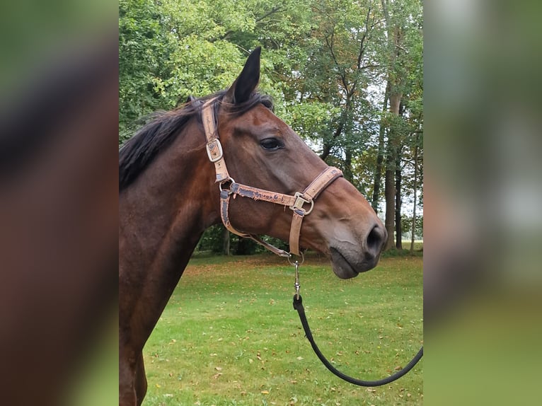 Trakehner Stute 15 Jahre 167 cm Dunkelbrauner in Bosau
