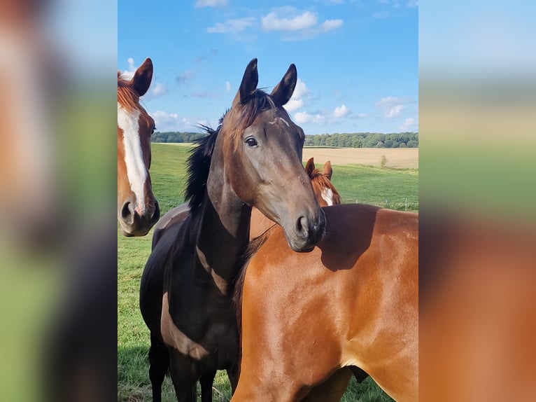 Trakehner Stute 15 Jahre 168 cm Brauner in Bosau