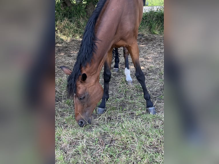 Trakehner Stute 15 Jahre Brauner in Essen