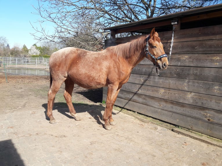 Trakehner Stute 15 Jahre Fuchs in Hanau