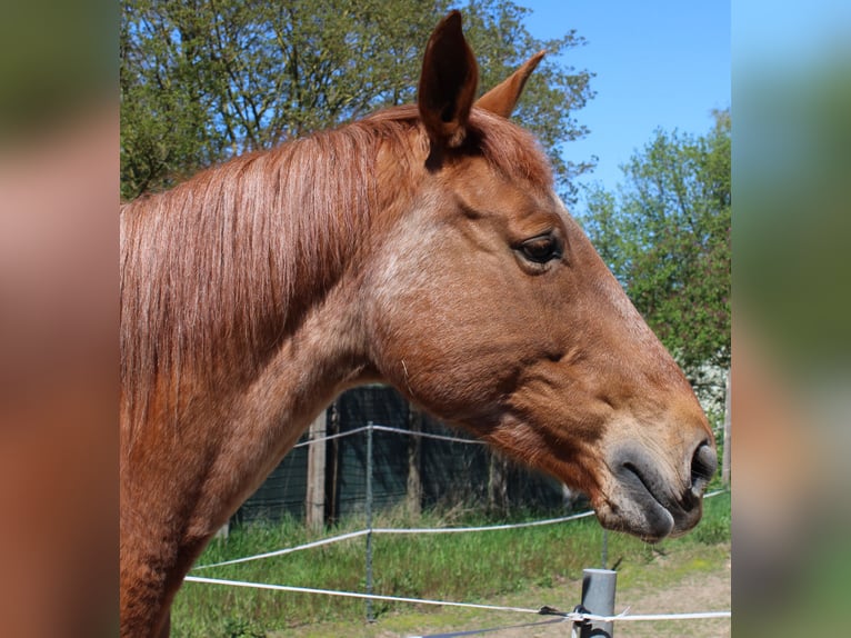 Trakehner Stute 15 Jahre Fuchs in Hanau