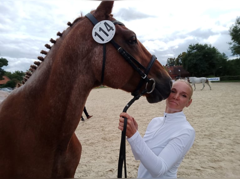 Trakehner Stute 15 Jahre Fuchs in Hanau