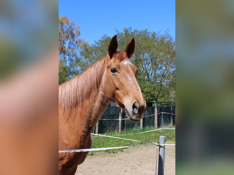 Trakehner Stute 15 Jahre Fuchs in Hanau
