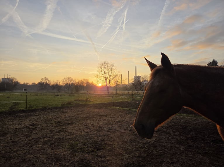 Trakehner Stute 15 Jahre Fuchs in Hanau