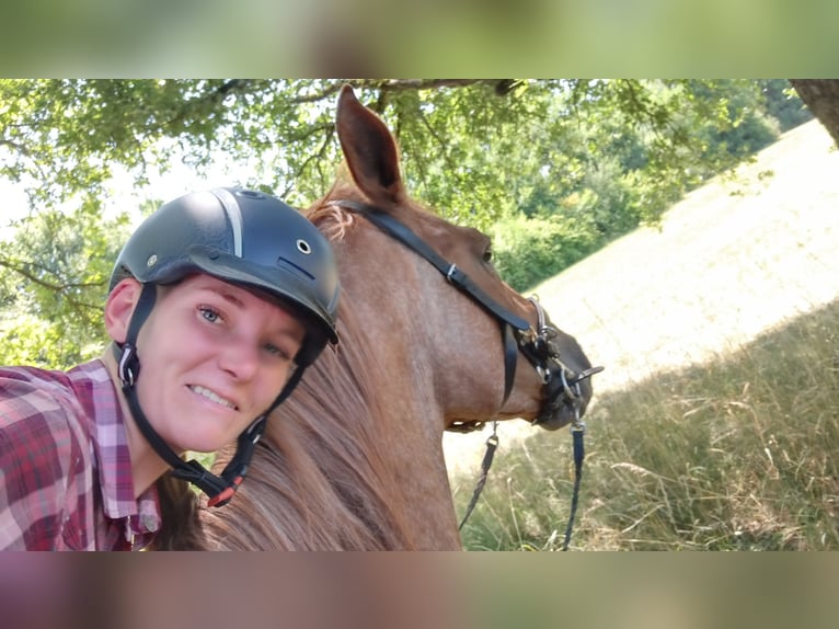 Trakehner Stute 15 Jahre Fuchs in Hanau