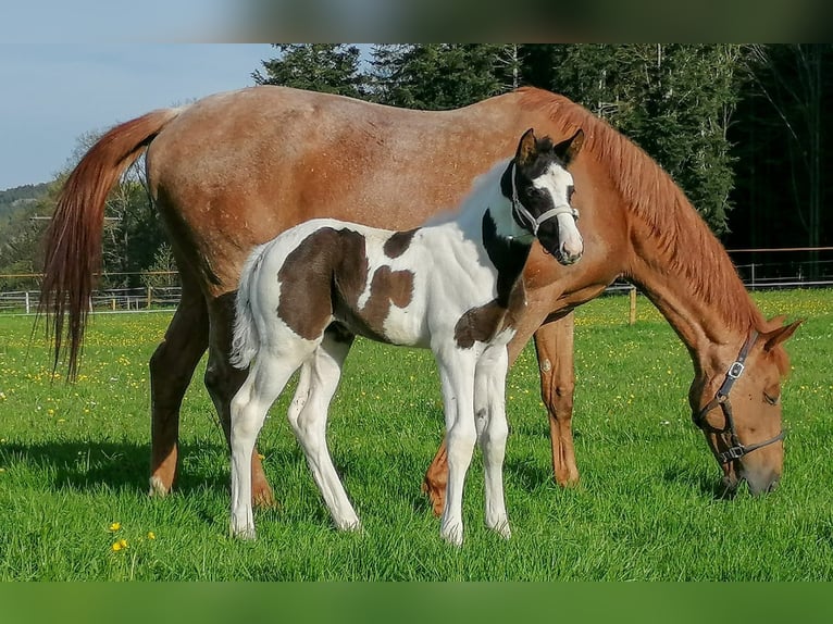 Trakehner Stute 15 Jahre Fuchs in Hanau