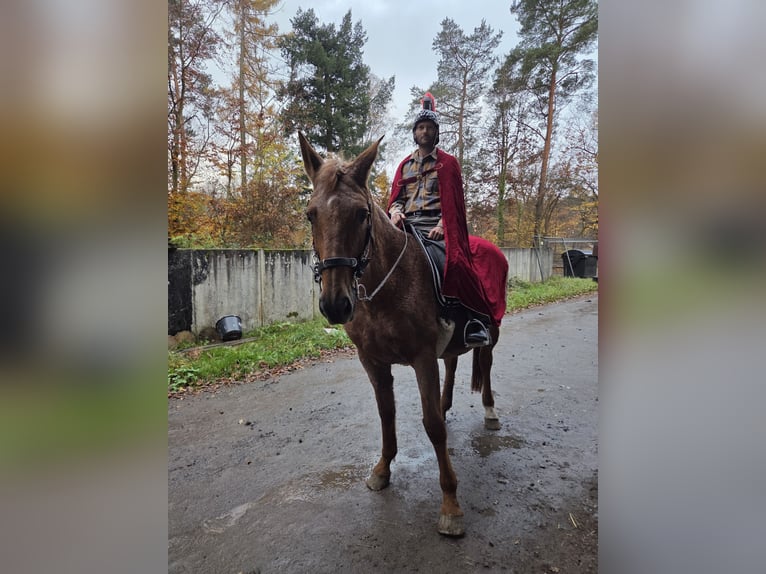 Trakehner Stute 15 Jahre Fuchs in Hanau
