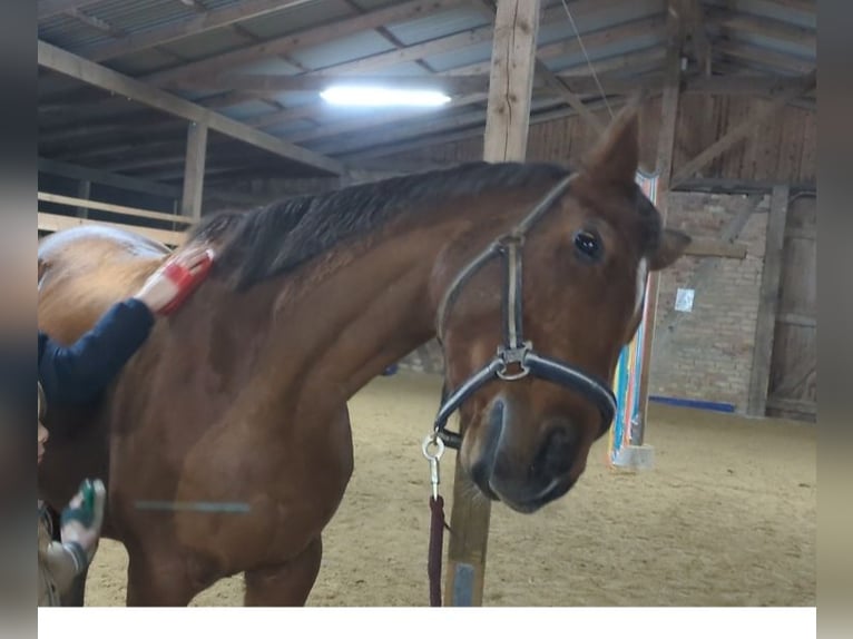 Trakehner Stute 16 Jahre 154 cm Brauner in Friedrichshagen