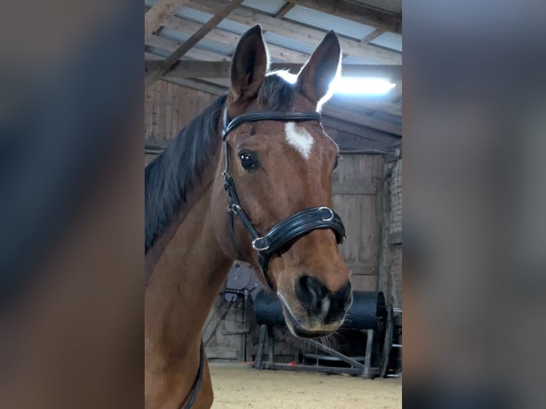 Trakehner Stute 16 Jahre 154 cm Brauner in Friedrichshagen