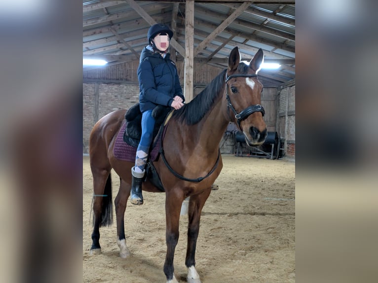 Trakehner Stute 16 Jahre 154 cm Brauner in Friedrichshagen