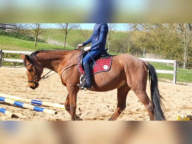 Trakehner Stute 16 Jahre 154 cm Brauner in Friedrichshagen