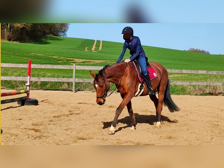 Trakehner Stute 16 Jahre 154 cm Brauner in Friedrichshagen