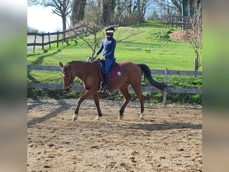 Trakehner Stute 16 Jahre 154 cm Brauner in Friedrichshagen