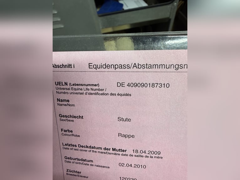 Trakehner Stute 16 Jahre 165 cm Rappe in RavensteinRavenstein