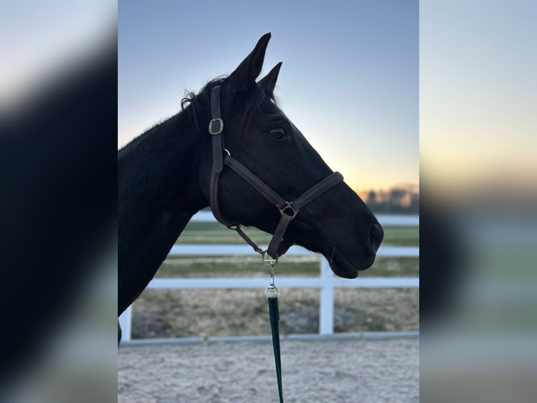 Trakehner Stute 16 Jahre 165 cm Rappe in RavensteinRavenstein