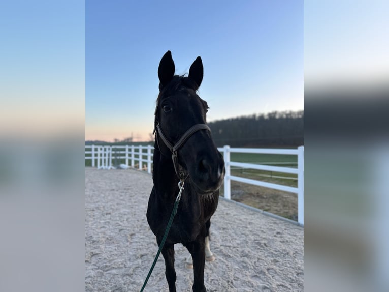 Trakehner Stute 16 Jahre 165 cm Rappe in RavensteinRavenstein