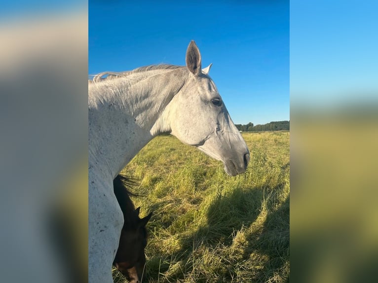 Trakehner Stute 16 Jahre 166 cm Schimmel in Cuxhaven